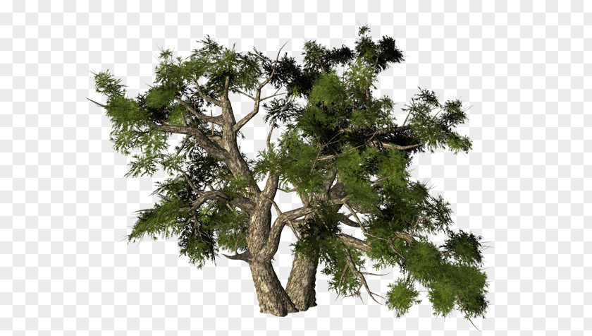 Pine Email Image Map PNG