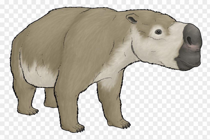 Polar Bear Diprotodontia Wombat Metatheria PNG