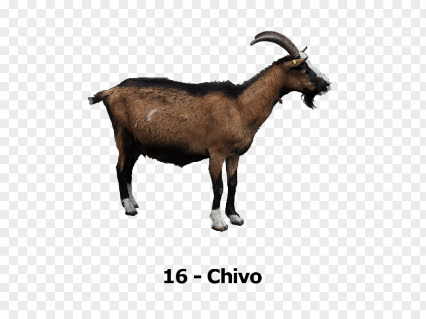 Sheep Rove Goat Cheese Clip Art PNG