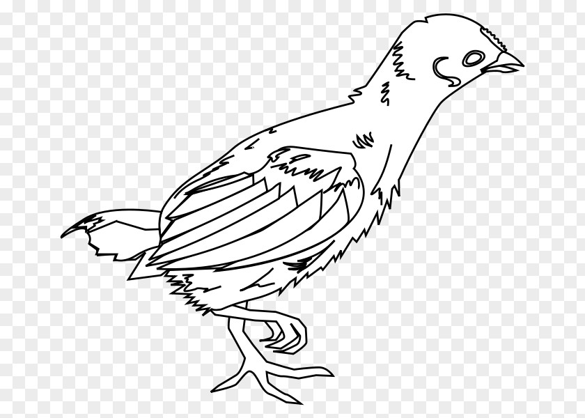 Chicken Broiler Kifaranga Drawing Poultry PNG