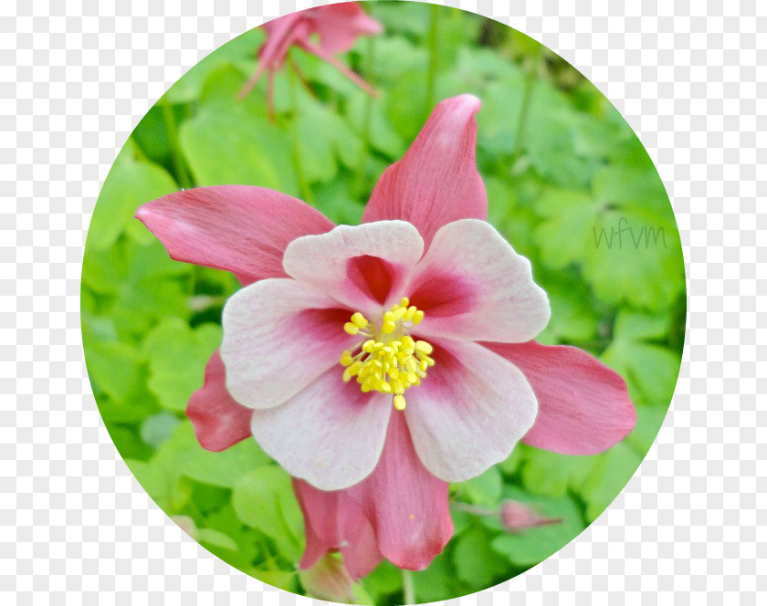 Columbine Mallows Wildflower Herbaceous Plant PNG