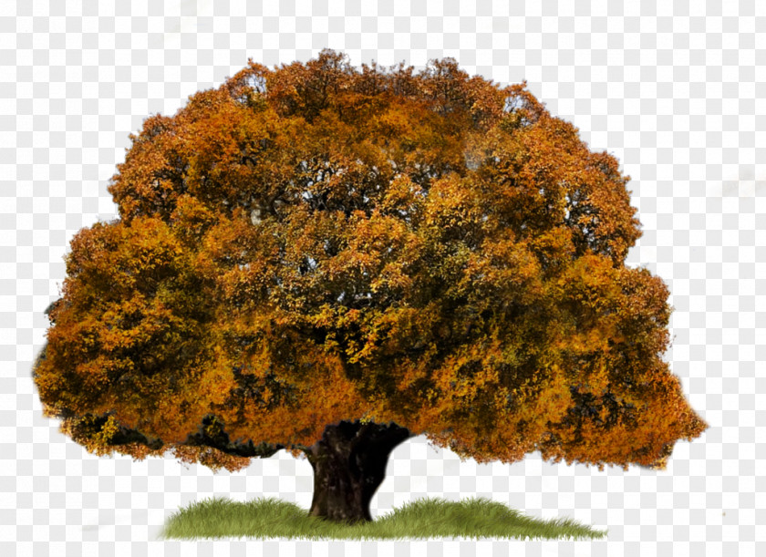 Tree Aspen PNG