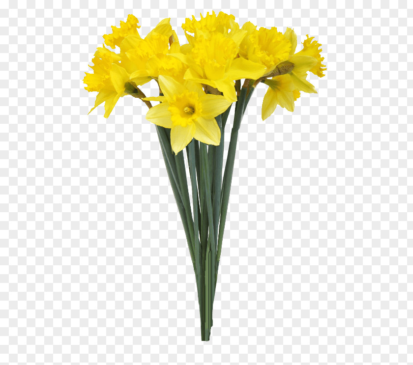 Daffodil Vase Flower Stock Photography PNG