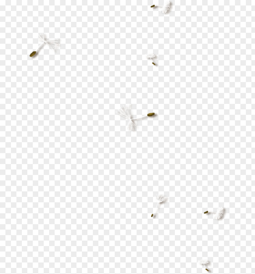 Floating Dandelion Pissenlit PNG