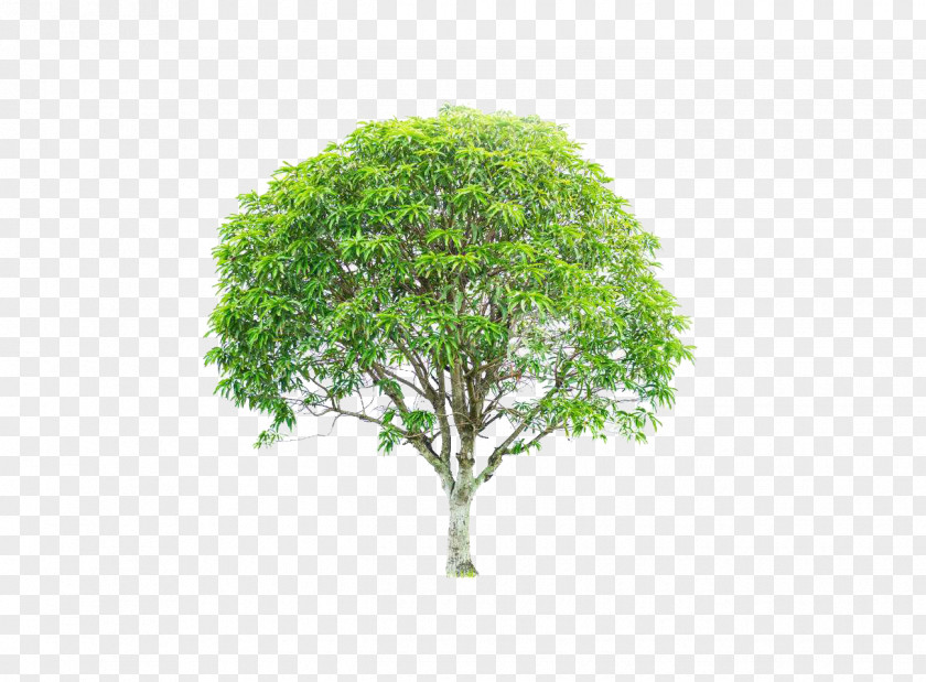 Green Mango Tree Mangifera Indica Stock Photography Clip Art PNG