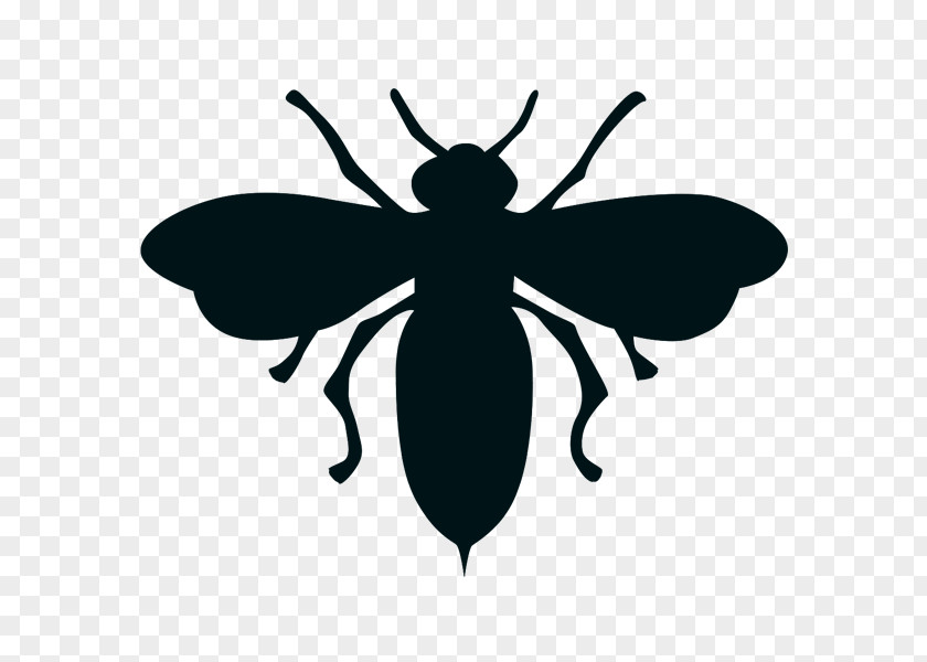Harry Potter Insect European Dark Bee Black And White Drawing PNG