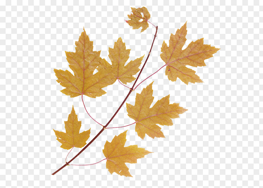 Leaf Maple Tree Green PNG