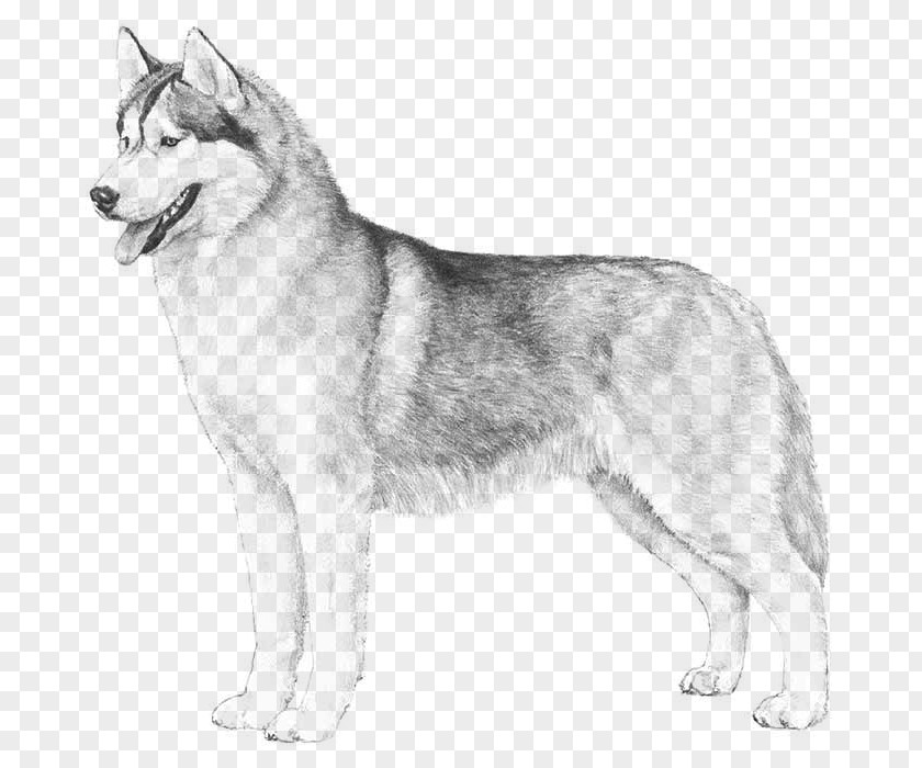 Puppy The Siberian Husky Boxer PNG
