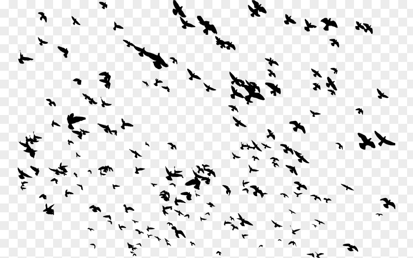 Bird Domestic Pigeon Flight Columbidae Flock PNG