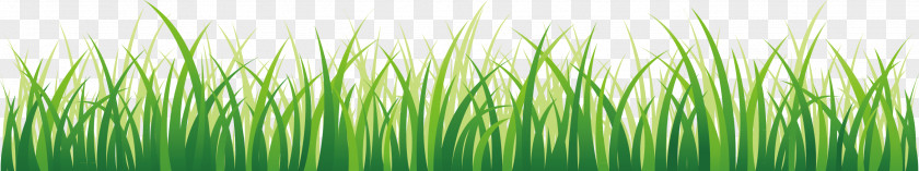Grass Lawn Green Wallpaper PNG
