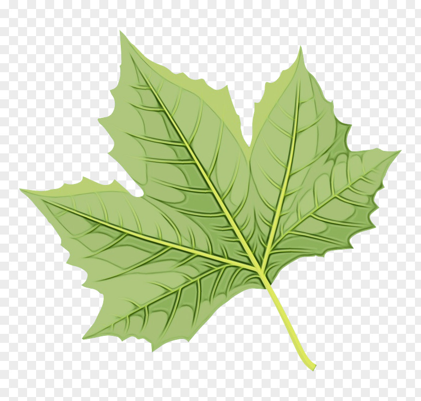 Leaf Maple / M Plane Trees Tree Family Science PNG