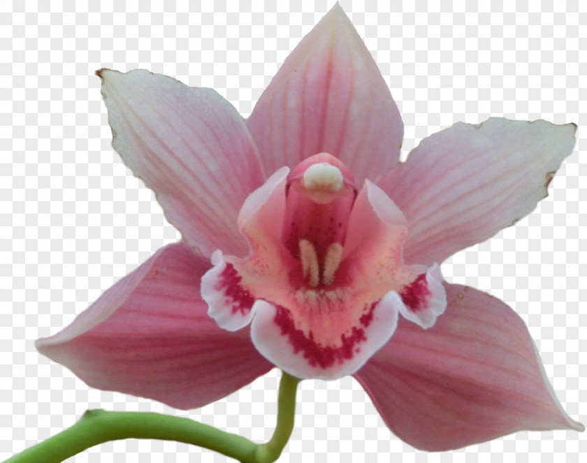 Orchids Flower Clip Art PNG