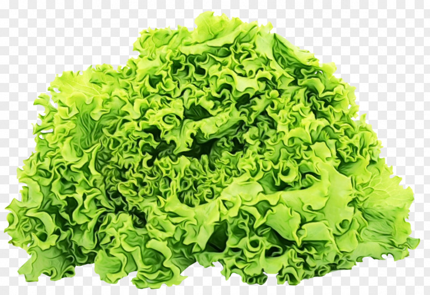 Vegetarian Food Leaf Vegetable Iceburg Lettuce PNG