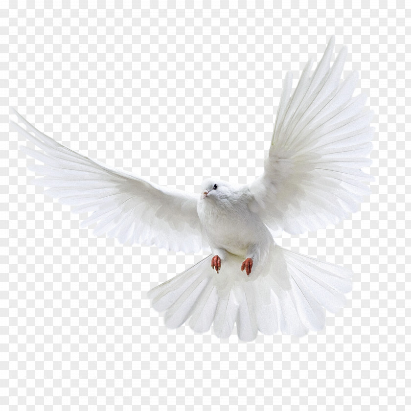 White Flying Pigeon Image Columbidae Domestic Wedding PNG