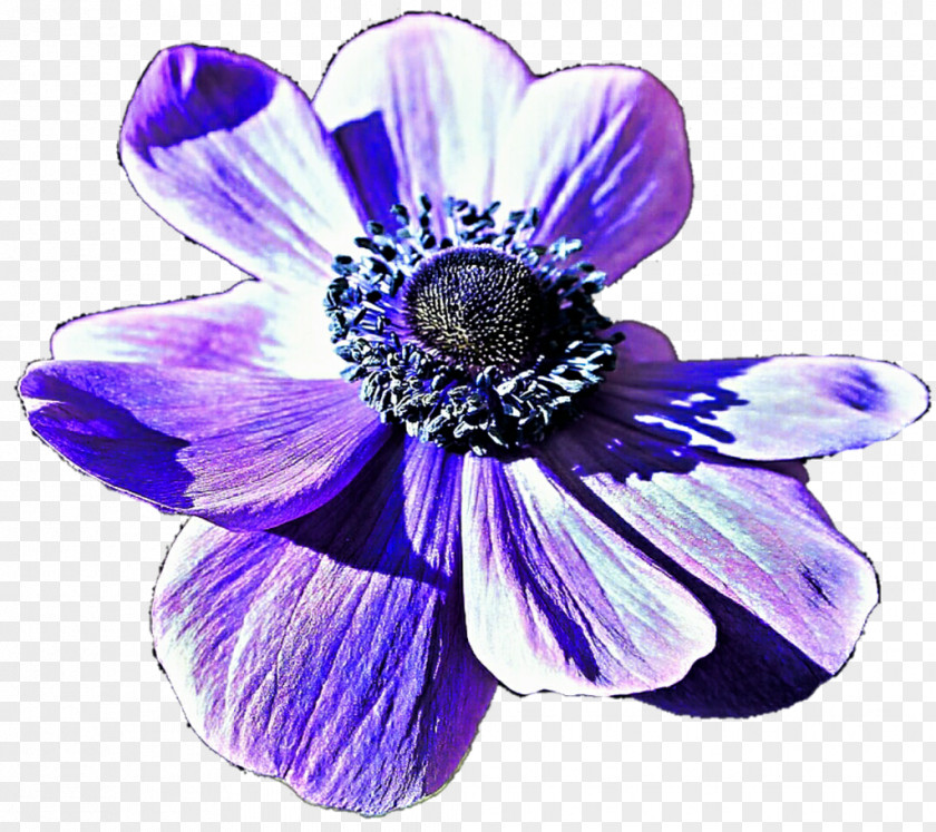 Anemone Flower Blue Violet Purple Lilac PNG