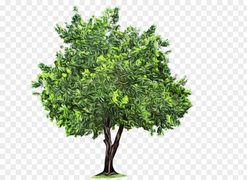 Apple Royalty-free Tree Stock Photography Illustration PNG