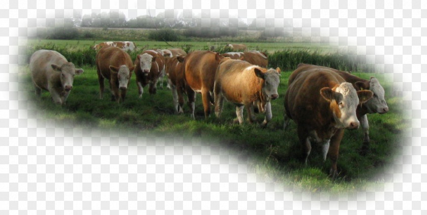 Cattle Pasture Grazing Herd Wildlife PNG