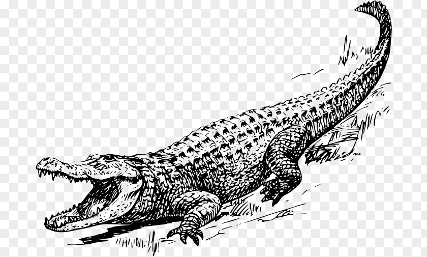 Crocodile American Alligator Chinese Clip Art PNG