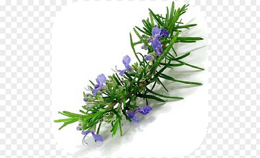 Oil Rosemary Herb Essential Mints PNG