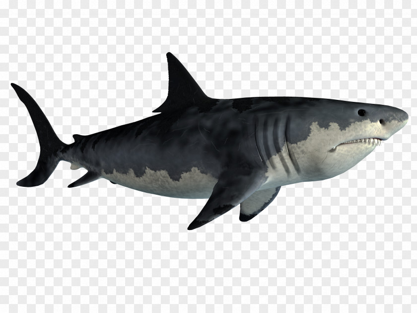 Shark Tiger Great White Lamniformes Finning PNG