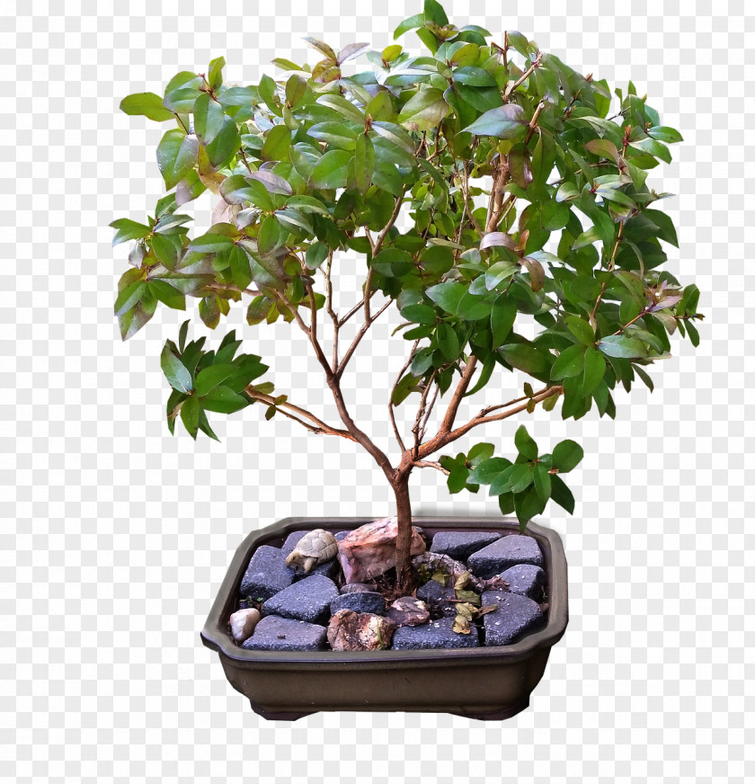 Bonsai Weeping Fig Ficus Retusa Microcarpa Buxus Microphylla PNG