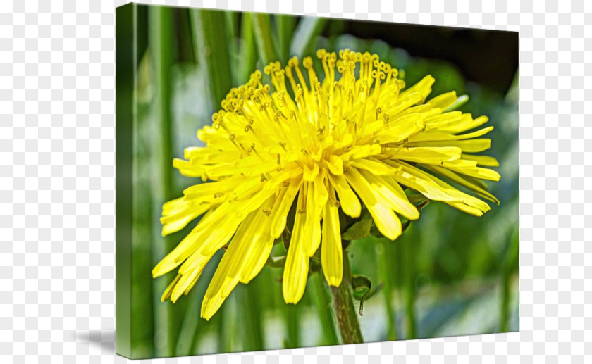 Dandelion Sow Thistles Flatweed Golden Samphire Flower PNG