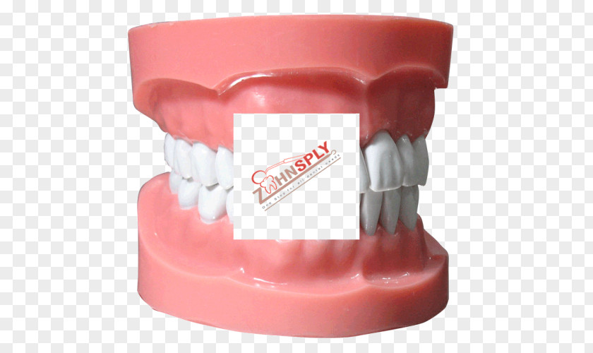 Dental Model Human Tooth Typodont Dentistry Jaw PNG