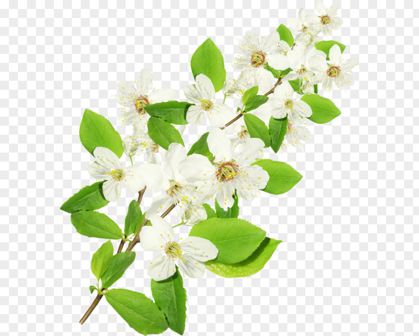 Flower Twig Tree Jasmine Branch PNG