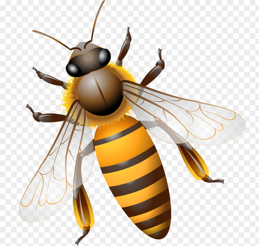 Flying Bee Computer File PNG