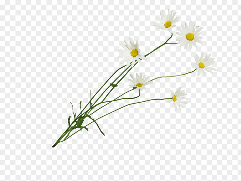 Leaf Common Daisy Cut Flowers Roman Chamomile Floral Design Oxeye PNG