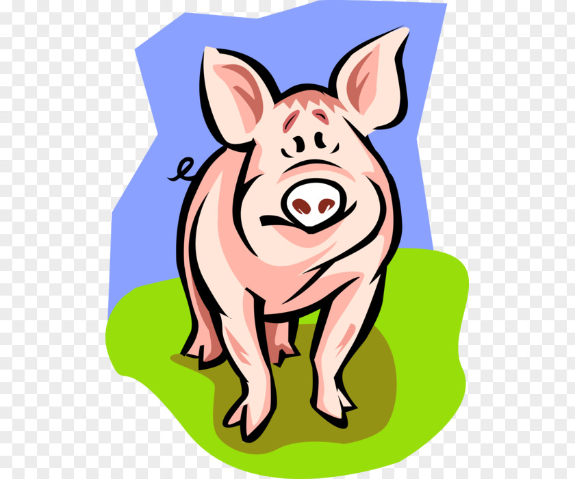 Pig Domestic Fetal Farming Dissection PNG