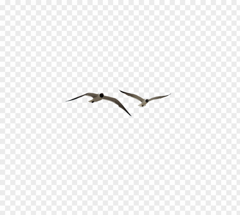 Seagull Beak Sky Seabird PNG