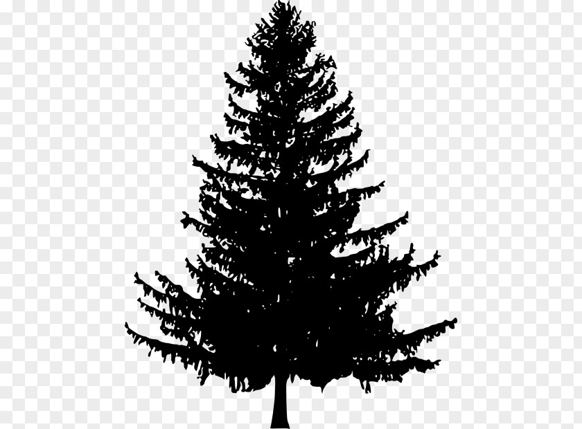 Tree Fir Drawing Scots Pine PNG