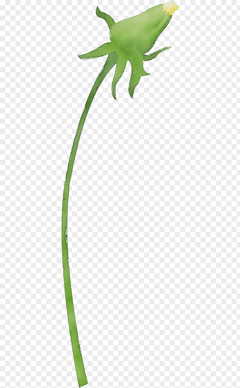 Twig Plant Stem Leaf Grasses Character PNG