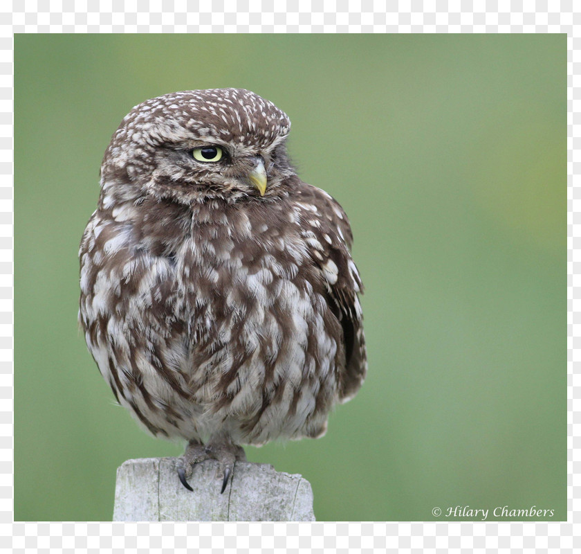 Watercolor Owl Great Grey Bird Of Prey Buzzard PNG