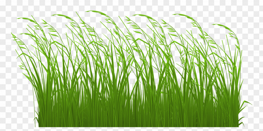 Free Grass Cliparts Grasses Content Stock Illustration Clip Art PNG