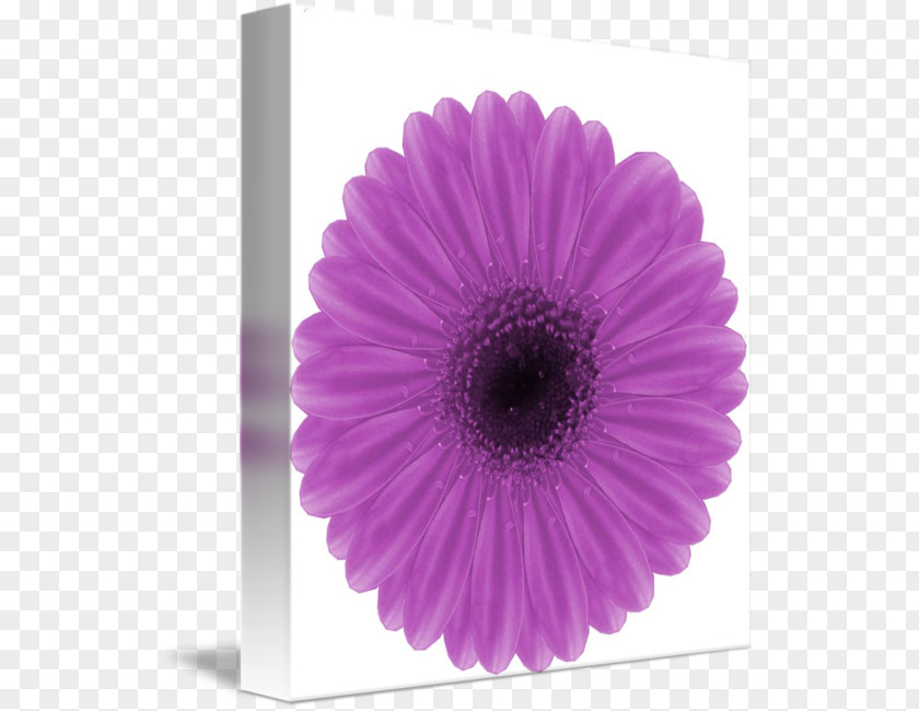 Gerbera Transvaal Daisy Cut Flowers Petal Pink M PNG