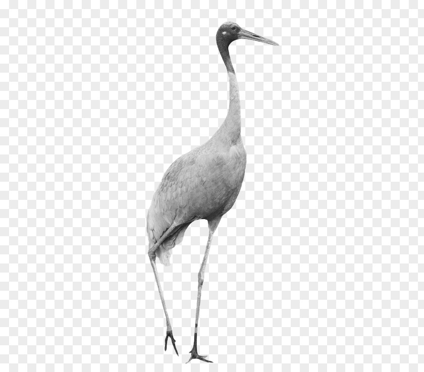 Great Heron Little Blue Crane Bird PNG