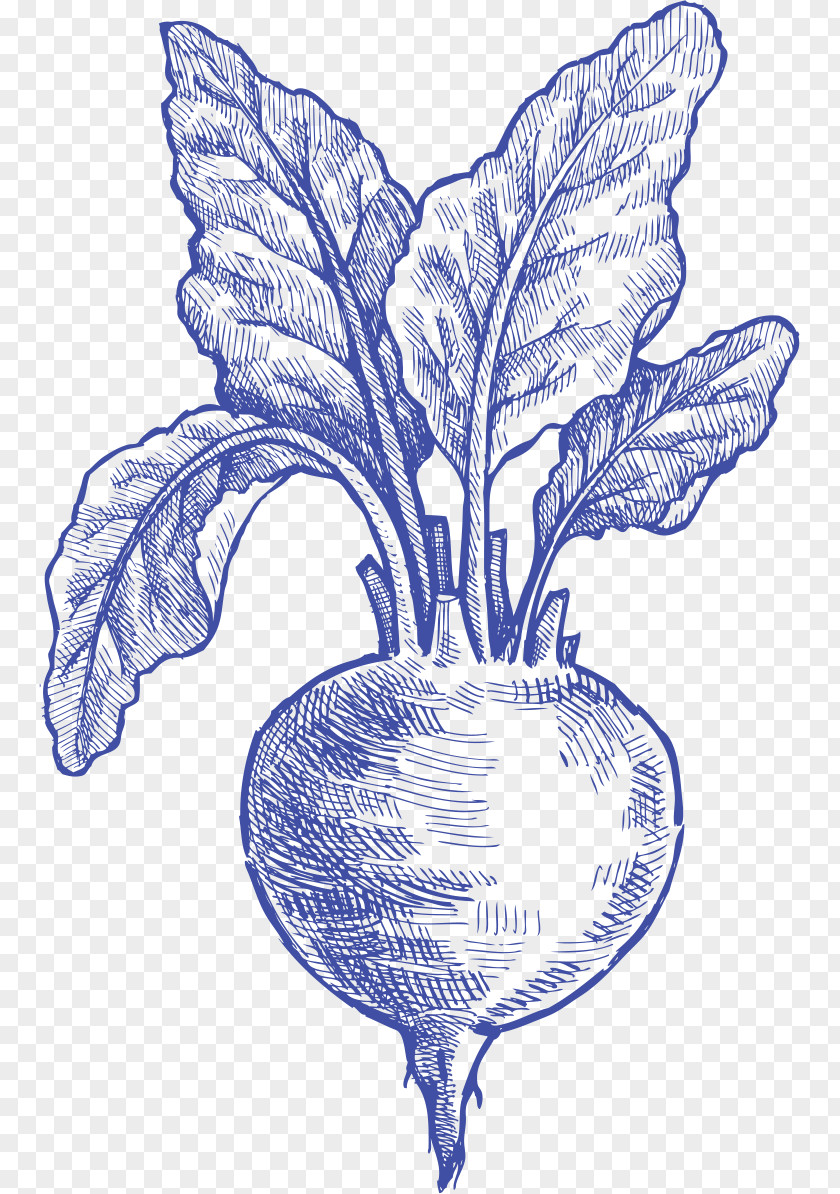 Herbaceous Plant Cabbage Flower Painting PNG