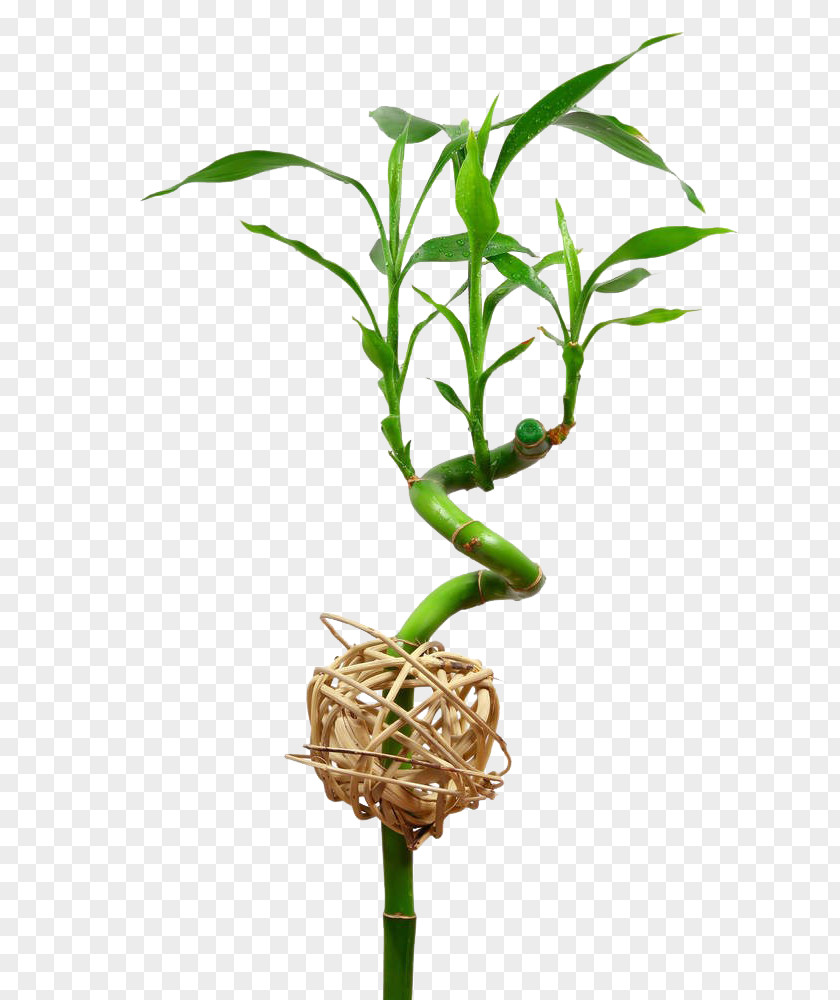 Lucky Bamboo Bamboe Leaf Ornamental Plant PNG