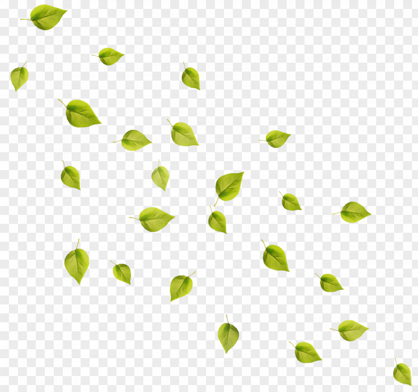 Plant Green Autumn Leaf Drawing PNG
