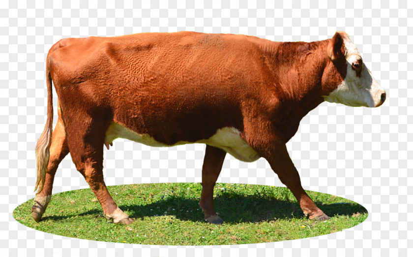 Share Limousin Cattle Highland Holstein Friesian Calf PNG