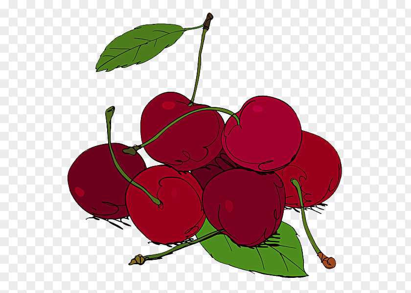 Cherry Fruit Illustration PNG