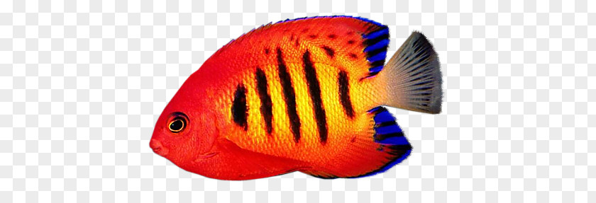 Fish Reef Aquarium Desktop Wallpaper Flame Angelfish PNG