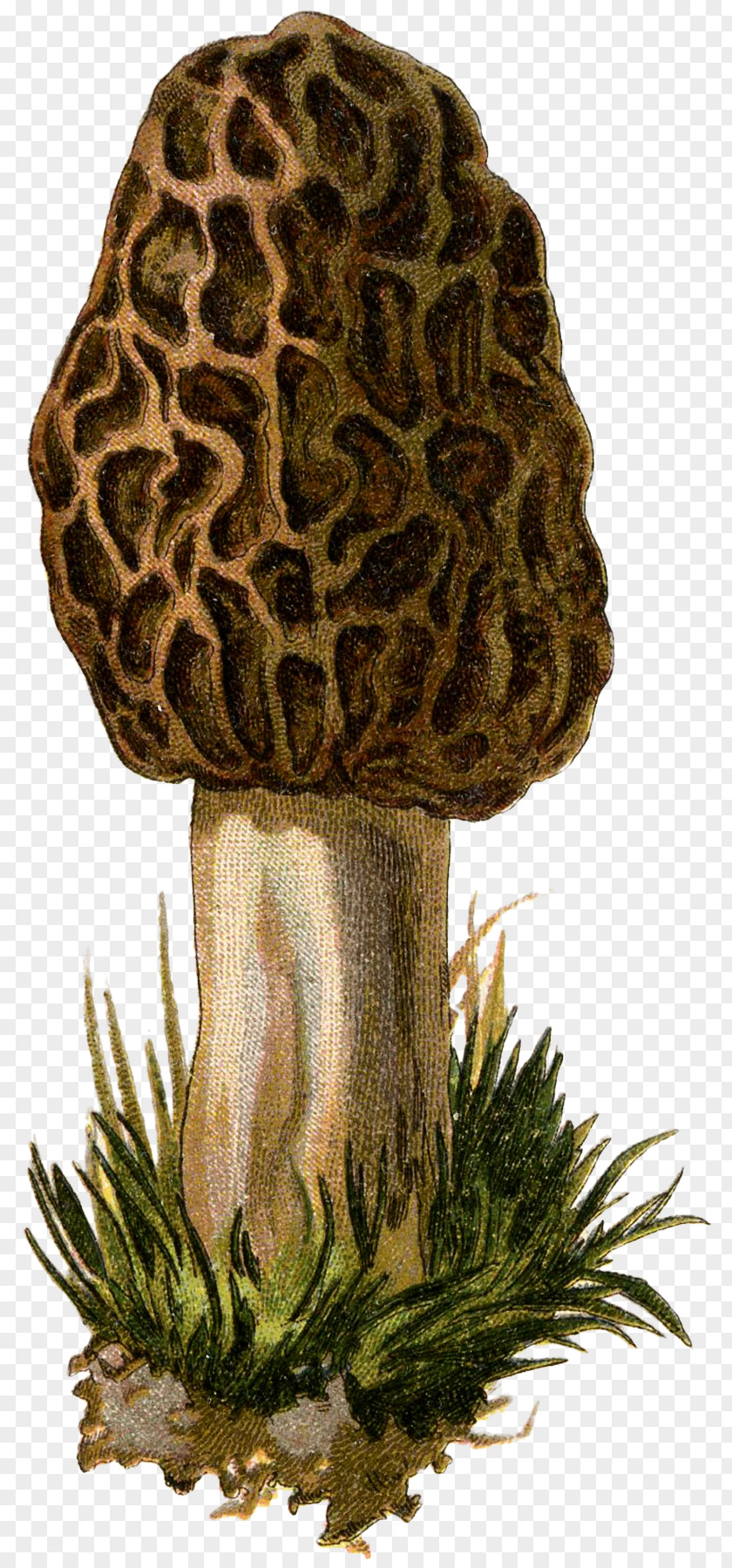 Mushroom Fungus Yellow Morel Drawing PNG
