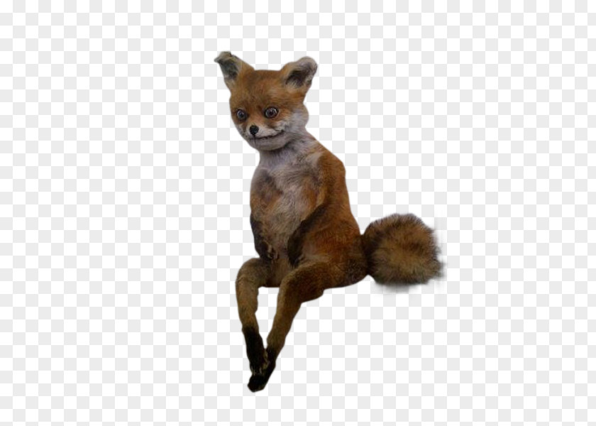 Stoned Fox Giphy Internet PNG