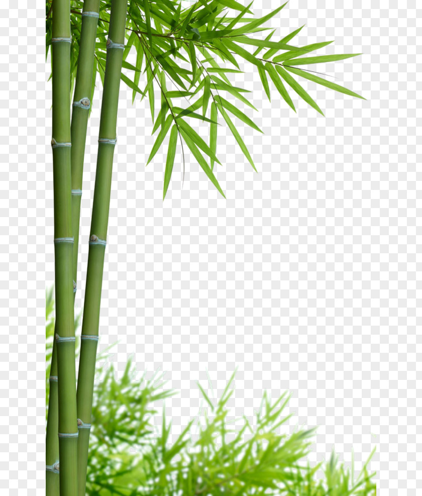 Bamboo Stock Photography Royalty-free PNG