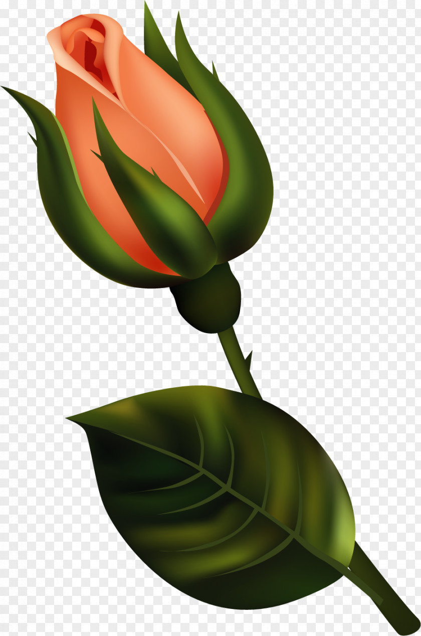 Bud Flower Clip Art PNG