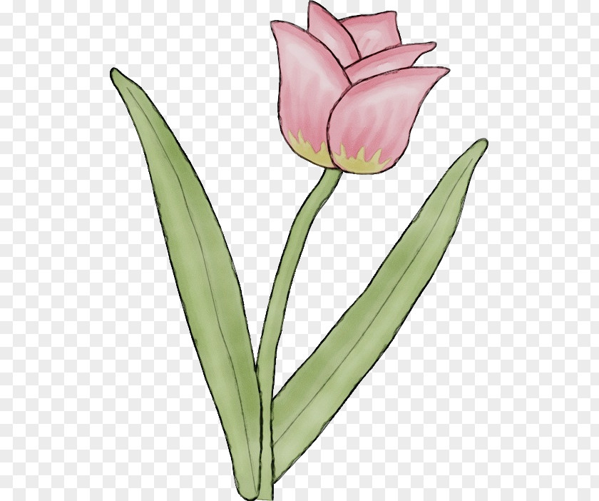 Bud Lily Family Tulip Cut Flowers Plant Stem Petal Leaf PNG