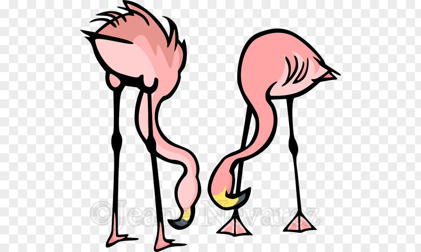 Flamingos Vector Greater Flamingo Photography Clip Art PNG